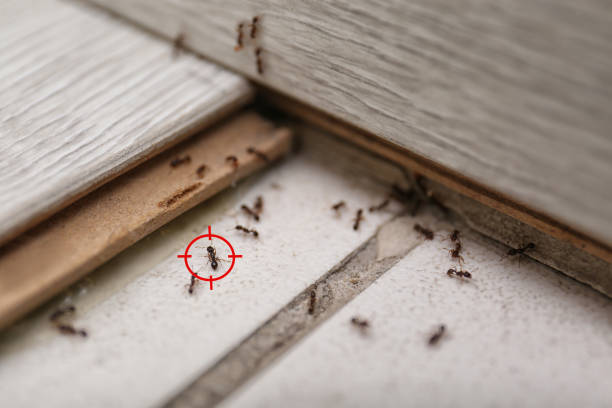 Best Residential Pest Control  in Bridgman, MI