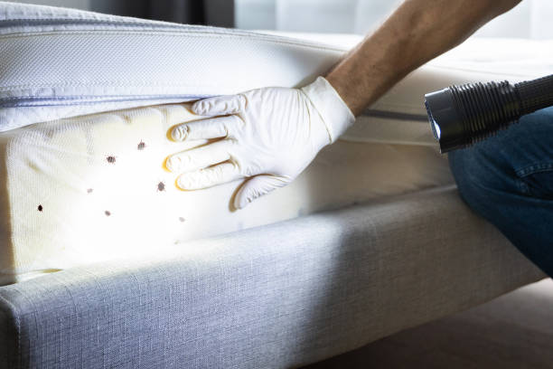 Best Affordable Pest Control Services  in Bridgman, MI