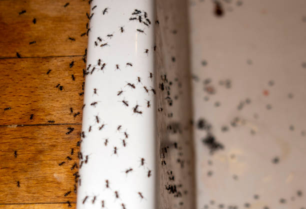 Best Affordable Pest Control Services  in Bridgman, MI