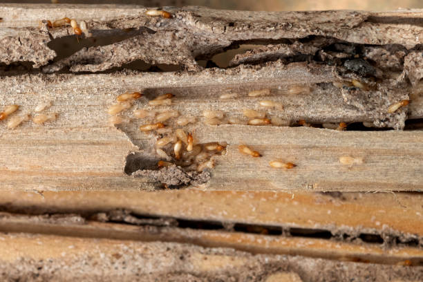 Best Best Pest Control Companies  in Bridgman, MI